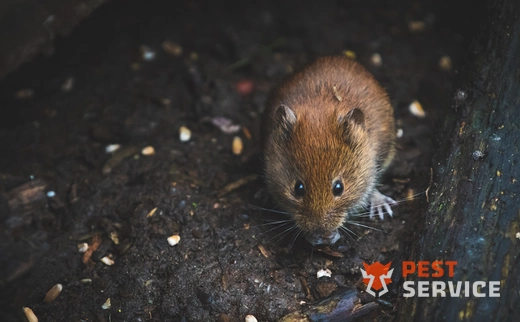 Дератизация в Балашихе